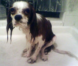 wet_rex.jpg