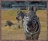 The raging zebra