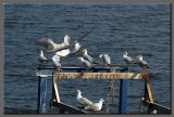 Seagulls at Tiberias hot springs