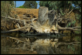 The sunken root (Yarkon river, Tel-Aviv)