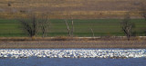 snow geese 3