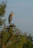 heron perch