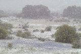 late snow on bluebonnets