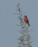 painted bunting