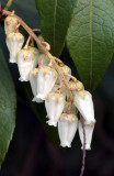 The Bells of Spring II.