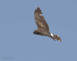 Northern Harrier in Flight