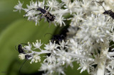 Bugs Gone Wild