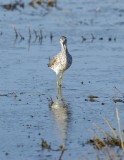 Greater Yellowlegs