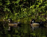 A pair of Wood Ducks