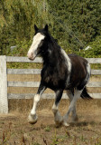 Loping in the outdoor arena