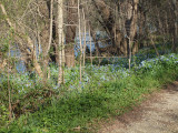 Carpet of bluebells