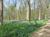 Field of Bluebells