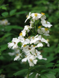 Rosa Multiflora