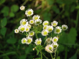 Fleabane