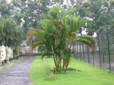 A palm tree