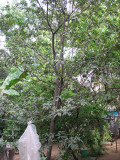 Sapota tree