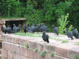 Vultures_1