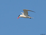 Fishin Gull