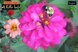 mrs. fuzzybee says farewell to summer