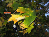 these awesome autumn winds...
