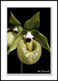 Paphiopedilum Malipoense
