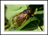 Cicada