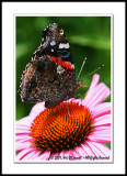 Butterfly and Coneflower