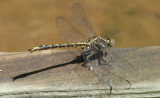 confusing clubtails