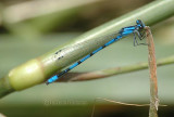 Hagens Bluet (Enallagma hageni) m.