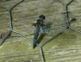 Blue Corporal (Libellula deplantata) M