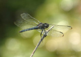 Slaty Skimmer (Libellula incesta) M