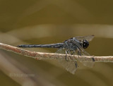 Slaty Skimmer (L. incesta) M