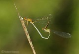 Orange Bluets (Enallagma signatum)