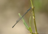 Big Bluet (E. durum) F