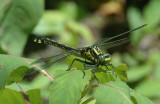 Splendid Clubtail (G. lineatifrons) f.