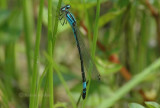 Azure Bluet (E. aspersum) F