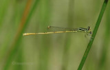 Citrine Forktail (I. hastata) M