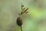 E. Amberwing (P. tenera) F