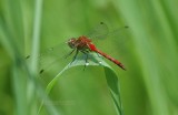 Ruby Meadowhawk (Sympetrum rubicundulum) M