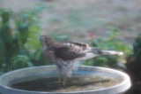 accipiter bathing