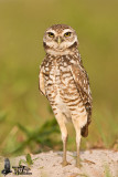 Adult Burrowing Owl (ssp.  <em>floridana</em>)