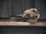 Eurasian Crag Martin (Eurasian Crag Martin), Klippsvala, Falsterbo 2001