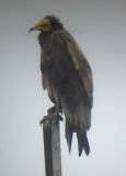 Egyptian Vulture (Neophron percnopterus), Smutsgam, Ottenby-00
