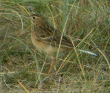 Blyths Pipit (Anthus godlewskii), Mongolpiplrka, Falsterbo 2002