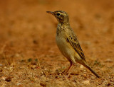 Richards Pipit (Anthus richardi)