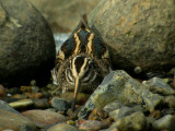 Jack Snipe (Lymnocryptes minimus), Dvrgbeckasin