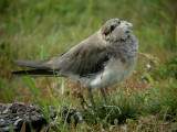 Oriental Pratincole (Glareola maldivarum), Orientalisk vadarsvala, Falsterbo 2001