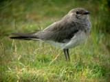 Oriental Pratincole (Glareola maldivarum), Orientalisk vadarsvala