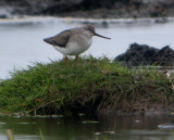 Terek Sandpiper (Xenus cinereus), Tereksnppa