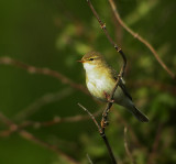 Willow warbler (Phylloscopus trochilus), Lvsngare